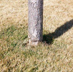 turf turf