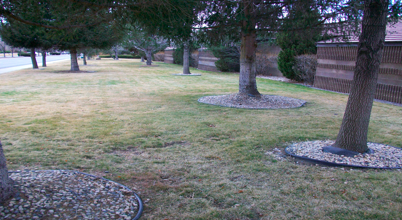 picture-3 A good example of tree rings in turf.