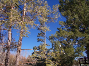 Trees growing into power lines. trees-and-power-lines